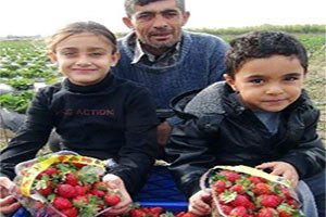 Tarlada Çileğin Kilosu 3 Lira