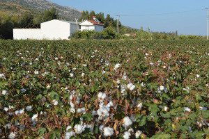 Pamuk Stokları Eritilecek