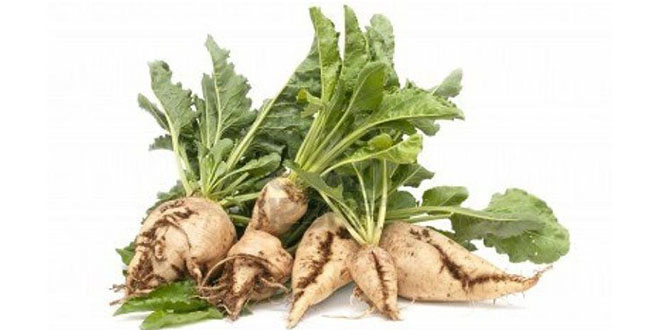 Şeker pancarı `yeni kan` olabilir