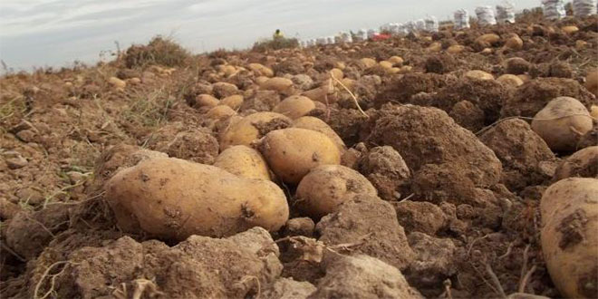 Ahlat Patatesini Don Vurdu