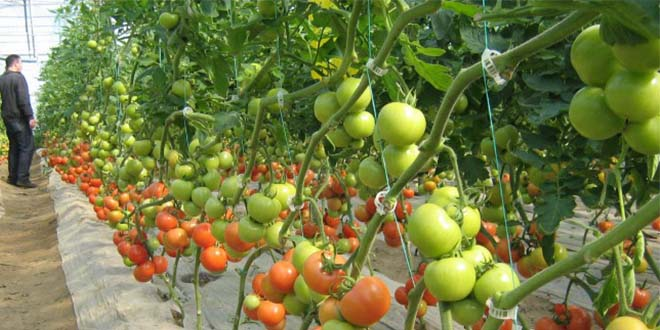 Domateste Sera Üretimi Gecikince Fiyatlar Arttı