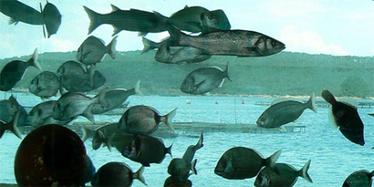 Su Ürünleri Osb`nin Yol Haritası Çizildi