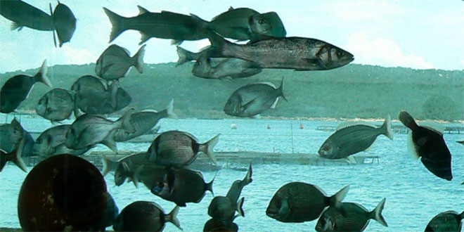 Su Ürünleri Osb`nin Yol Haritası Çizildi