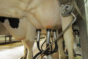 Altıeylül`de Süt Sığırcılığı Strateji Geliştirme Komisyonu Kuruldu