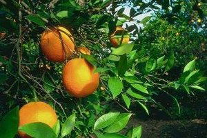 Tarım İşletmeleri 2 Bin 500 Ton Narenciye Satacak