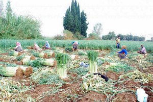 Tarlada Kalan 17 Milyar Lira