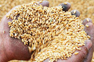 TMO 5.5 ton buğday alacak