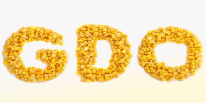 Türkiye`de GDO`lu ürün üretilmiyor