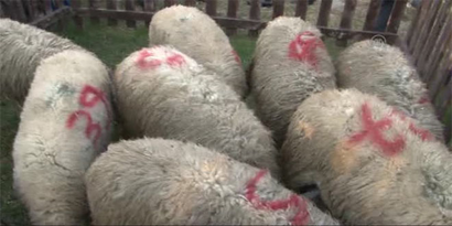 Üreticilere 42 Koç Dağıtıldı