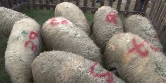 Üreticilere 42 Koç Dağıtıldı