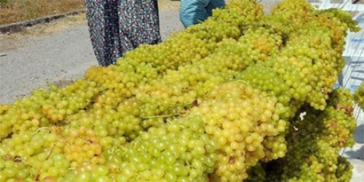 Bu Fırın Yaz Kış Üzüm Kurutuyor