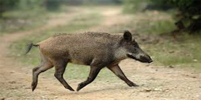 Kayseri`de Yaban Domuzları Çiftçiye Zarar Veriyor