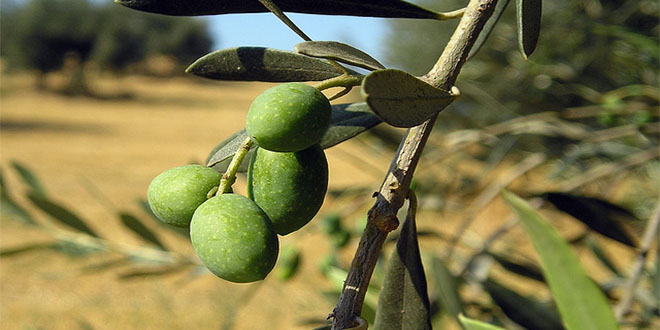 Zeytincilik Sektörü 5. Bölge Teşviği İstiyor