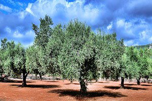 Zeytin ağacı sayısı 10 yılda yüzde 56 arttı