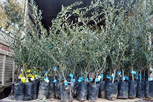 Yırca Muhtarından Zeytin Fidanı Ricası: Fidanları Mart Ayında Gönderin