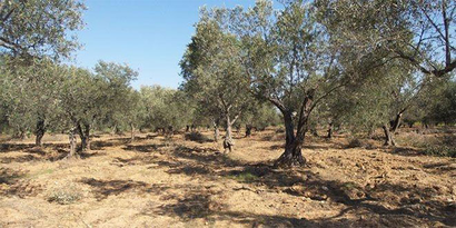 Zeytinlik Yasası, Zeytincilerin Ölüm Fermanı!