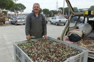 Zeytinde İlaçlama Yağda Kaliteyi Arttırdı