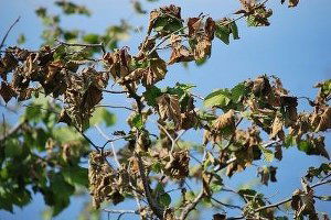 Zirai Don Mağduru Çiftçiye 500 Milyon Liralık Destek