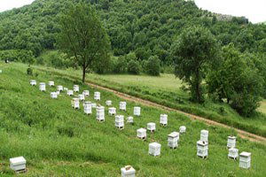 Aliağa`ya Bal Ormanı Kurulacak