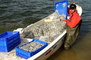 Anadolu`da Balık Üretimi Arttı