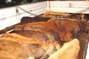 Antalya`da Meradan Çalınan İnekler Konya`da Bulundu