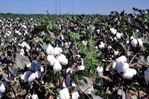 Pamuk Destek Pirimi En Az 90 Kuruş Olmalı