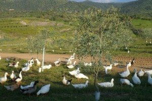 Aydın`da Bir İşletme Kanatlı Hayvanları Temizlik İşçisi Olarak Kullanmaya Başladı
