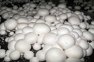 Bahadın`da kültür mantarı yetiştiriciliği kursu