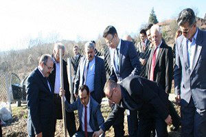 Baston İçin Kızılcık Ağacı Diktiler