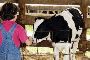 Buzağılar `Bebek` Gibi Bakılacak