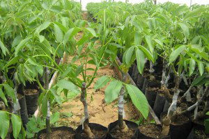 Adilcevaz`da Aşılı Ceviz Üretimi