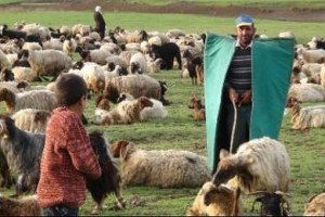 Çobanlara Sertifikalı Eğitim