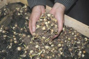 Doğal Çiçek Soğanlarının 2015 Yılı İhracat Listesi