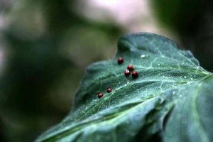 Domates Serasına Avcı Böcek