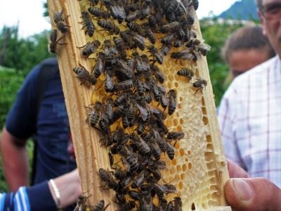 Bakanlıktan Arıcılara Kovan Başına Destekleme Primi