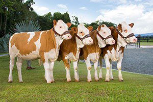 Eti, Etçi Irktan, Sütü, Sütçü Irktan Alacağız