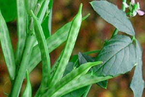 Tohumundan sapına kadar katma değer