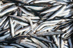 27 Ton Hamsiye El Konuldu