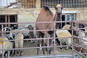 Kilis`te Hayvan Kaçakçılığı