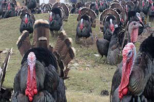 Hindi Yetiştiriciliği, Girişimcisini Sevindirdi