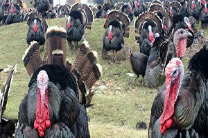 Elazığ`da Hindiler Görücüye Çıktı