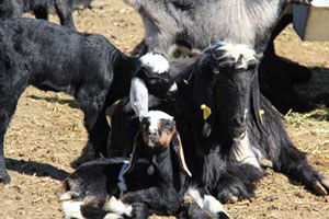 Honamlı ve Kıl Keçilerinin Halk Elinde Islahı Projeleri