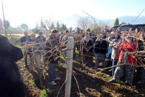 Honaz`da Çiftçilere Budama Eğitimi Verildi