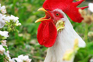 Kuş Gribi, Köylüleri Horoz Sesine Hasret Bıraktı