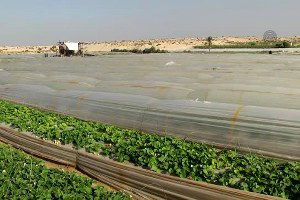 İsrail`in Gazze Saldırıları Çileği de Vurdu