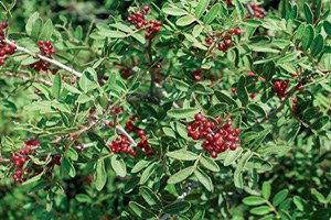 İzmir`de 96 bin sakız fidanı yeşerecek