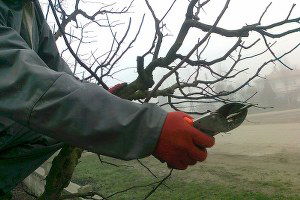 Karamürsel`de Ağaç Budama Kursu