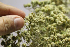 Kekik Ekonomiye Can Ağızlara Tad Veriyor