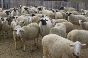 Kilis`te Hayvan Kaçakçılarına Yönelik Operasyon