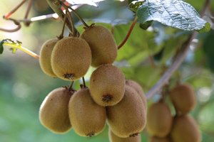 Kivide talep çok, arz yok